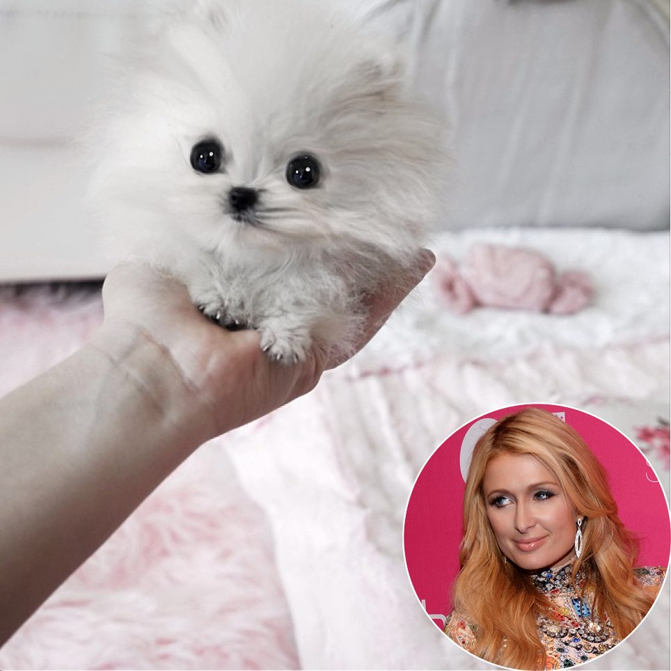 Paris Hilton is her own purse dog – why even the socialite