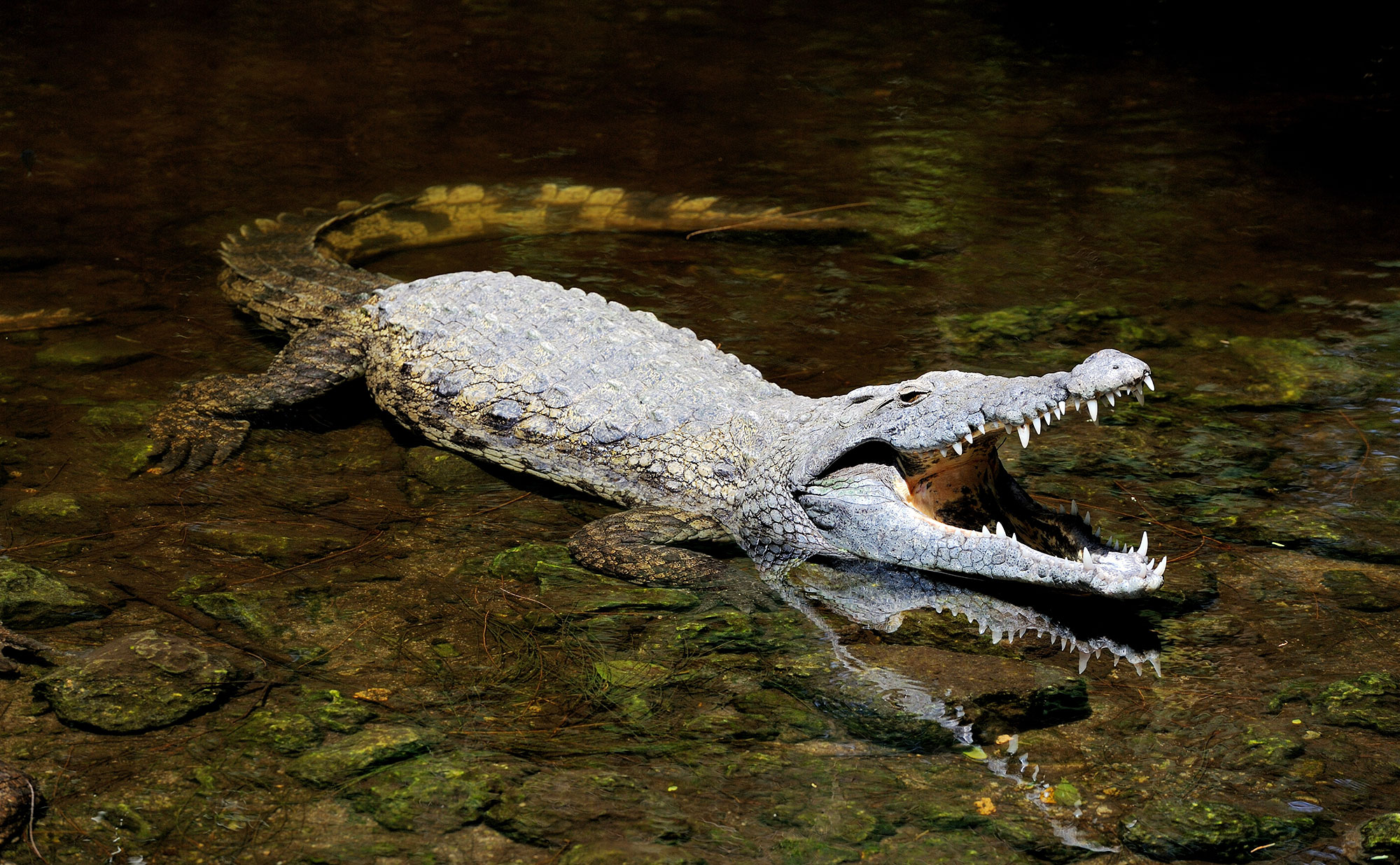 saltwater crocodile boots