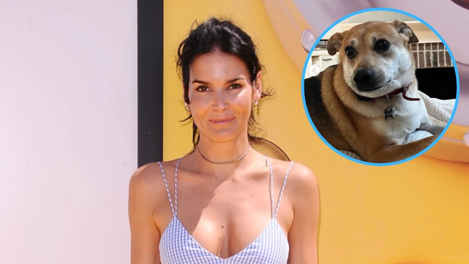 Angie Harmon Nude Pussy - Angie Harmon's dog shot and killed by Instacart driver - Page 2 - Daily  Texan - Surly Horns